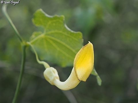 Aristolochia sempervirens - yellow variant  Aristolochia sempervirens,Geotagged,Israel,Winter