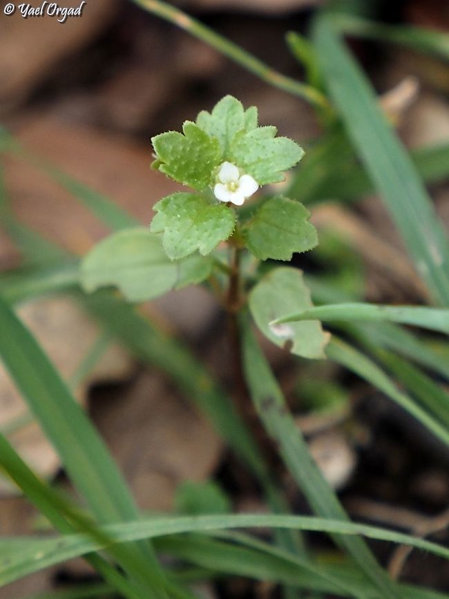 Veronica cymbalaria  Geotagged,Israel,Pale Speedwell,Veronica cymbalaria,Winter