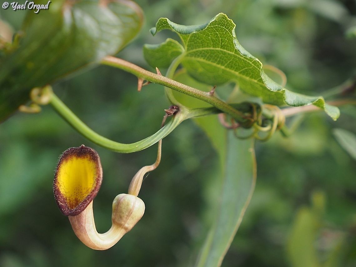 Aristolochia sempervirens  Aristolochia sempervirens,Geotagged,Israel,Winter