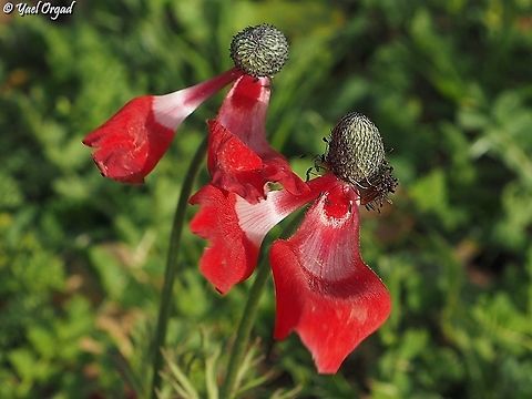 2 dancers  Anemone coronaria,Geotagged,Israel,Poppy anemone,Winter