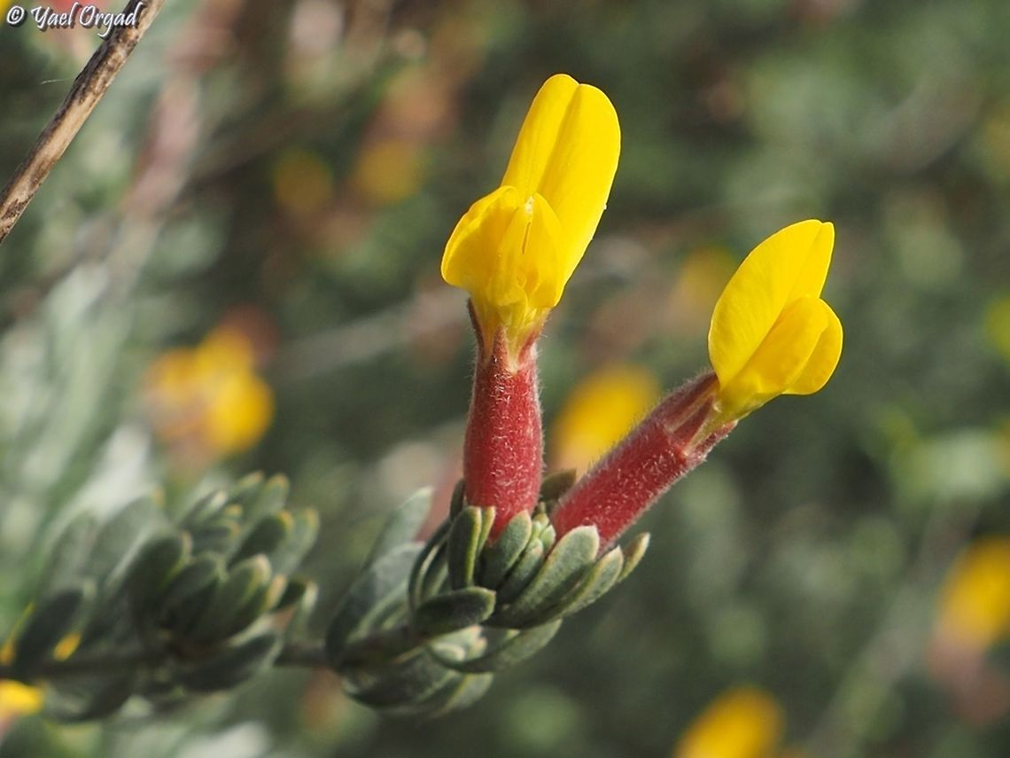 Cytisopsis pseudocytisus  Cytisopsis pseudocytisus,Geotagged,Israel,Winter