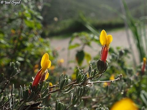 Cytisopsis pseudocytisus  Cytisopsis pseudocytisus,Geotagged,Israel,Winter