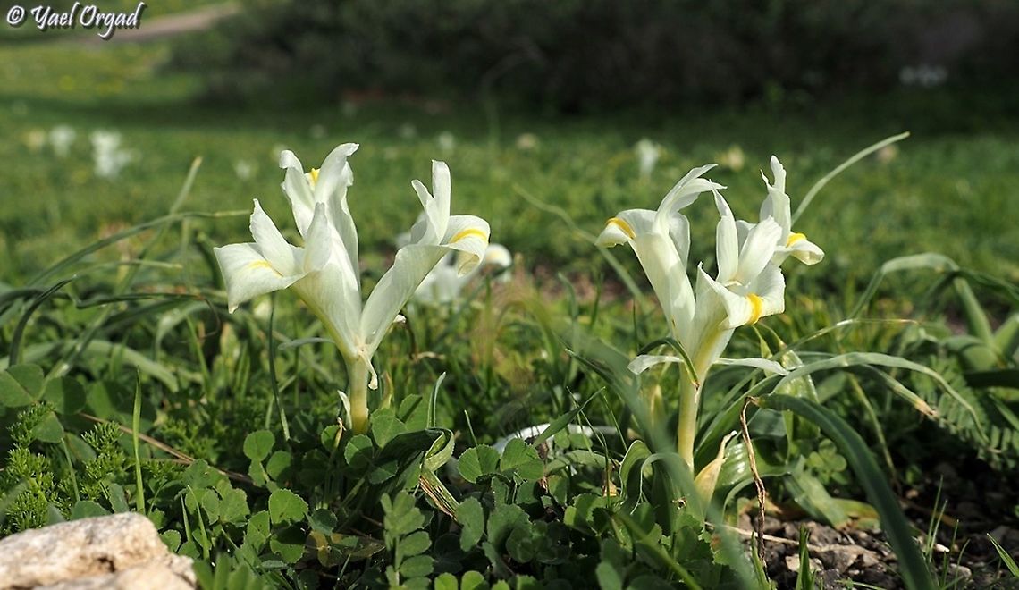 Iris palaestina  Geotagged,Iris palaestina,Israel,Winter