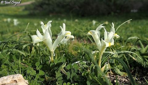 Iris palaestina  Geotagged,Iris palaestina,Israel,Winter