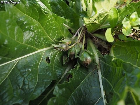 Mandragora autumnalis  Geotagged,Israel,Mandragora autumnalis,Mandrake,Winter