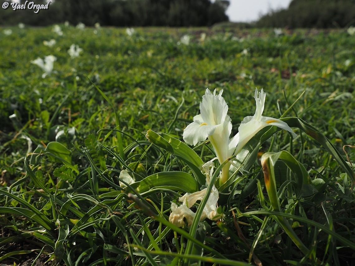Iris palaestina  Geotagged,Iris palaestina,Israel,Winter