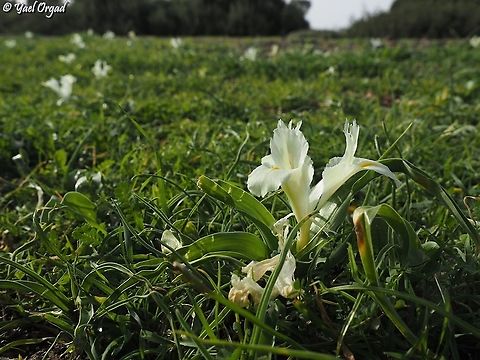 Iris palaestina  Geotagged,Iris palaestina,Israel,Winter