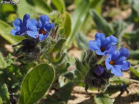 Alkanna tinctoria  Alkanet,Alkanna tinctoria,Geotagged,Israel,Winter