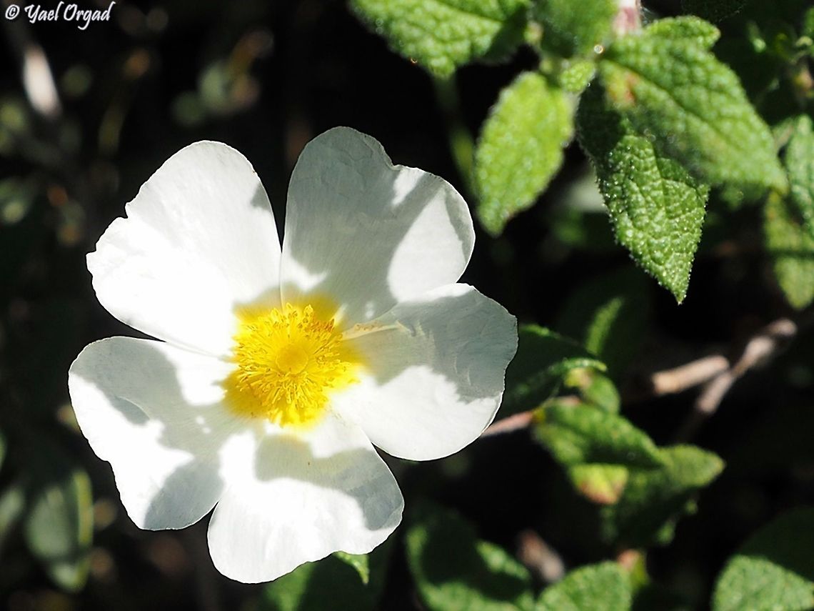 Cistus salviifolius  Cistus salviifolius,Geotagged,Israel,Sage-leaved rock-rose,Winter