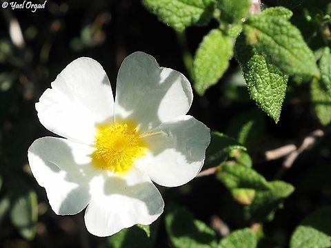 Cistus salviifolius  Cistus salviifolius,Geotagged,Israel,Sage-leaved rock-rose,Winter