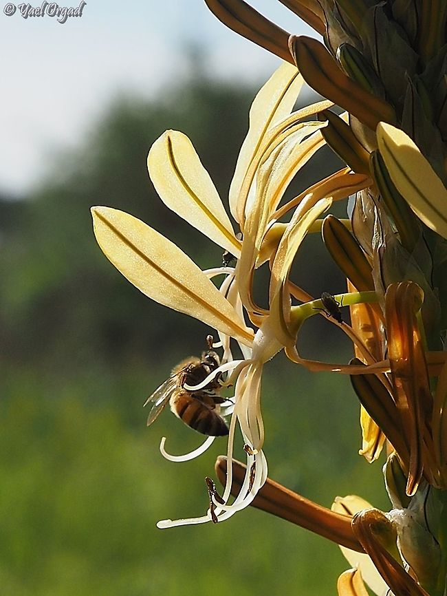 honeybee on Asphodeline lutea  Apis mellifera,Geotagged,Israel,Western honey bee,Winter