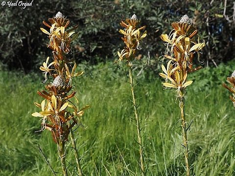 Asphodeline lutea  Asphodeline lutea,Geotagged,Israel,King's Spear,Winter