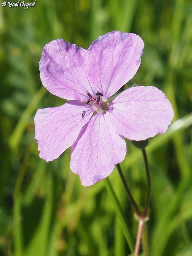 Erodium subintegrifolium with a tiny Thrips Erodium subintegrifolium,Geotagged,Israel,Winter