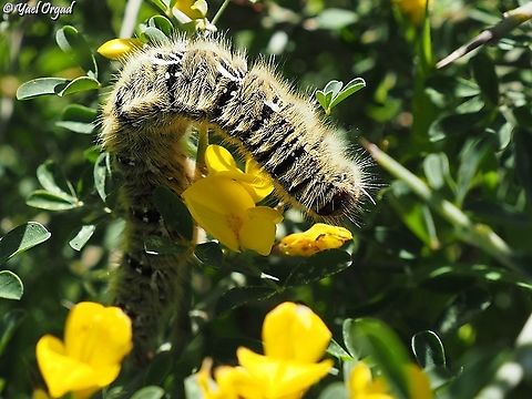 Lasiocampa grandis  Geotagged,Israel,Lasiocampa grandis,Winter