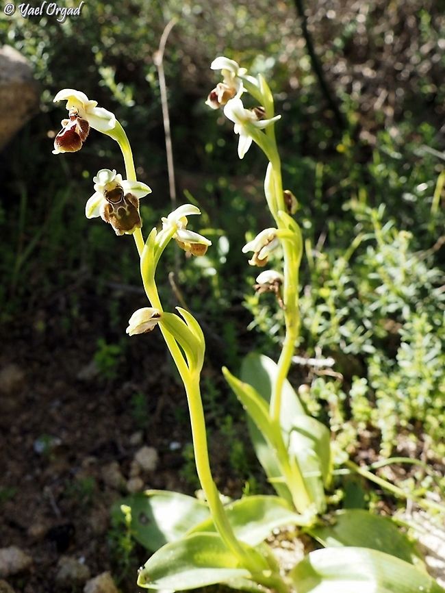 Ophrys umbilicata  Geotagged,Israel,Ophrys umbilicata,Winter