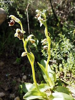 Ophrys umbilicata  Geotagged,Israel,Ophrys umbilicata,Winter