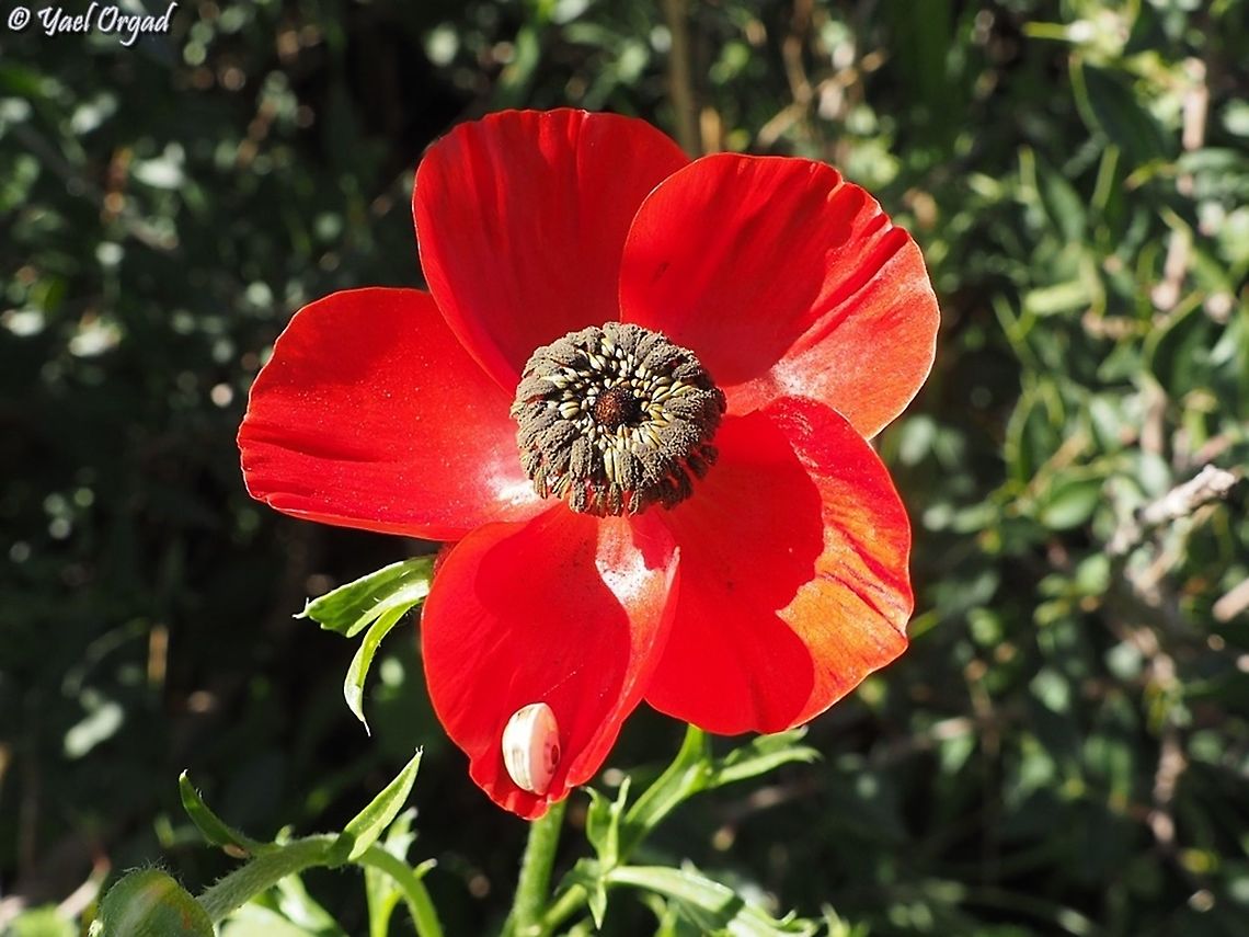 Ranunculus asiaticus  Geotagged,Israel,Persian buttercup,Ranunculus asiaticus,Winter