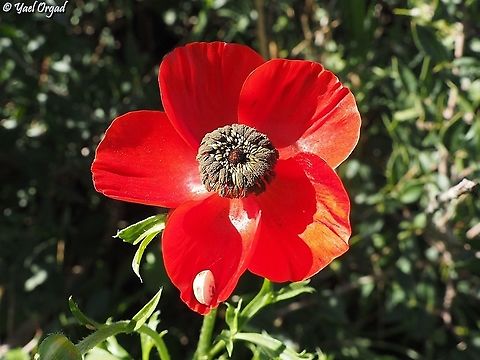 Ranunculus asiaticus  Geotagged,Israel,Persian buttercup,Ranunculus asiaticus,Winter