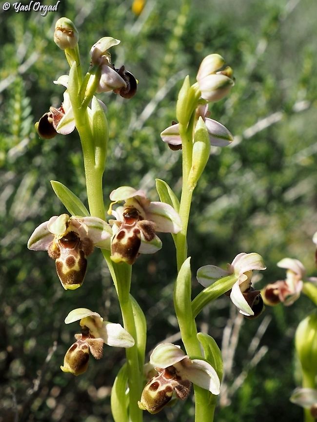 Ophrys umbilicata  Geotagged,Israel,Ophrys umbilicata,Winter