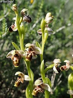Ophrys umbilicata  Geotagged,Israel,Ophrys umbilicata,Winter