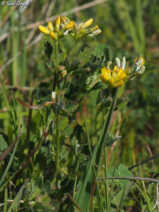 Trigonella cylindracea  Geotagged,Israel,Trigonella cylindracea,Winter