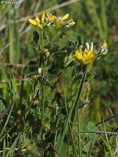 Trigonella cylindracea  Geotagged,Israel,Trigonella cylindracea,Winter