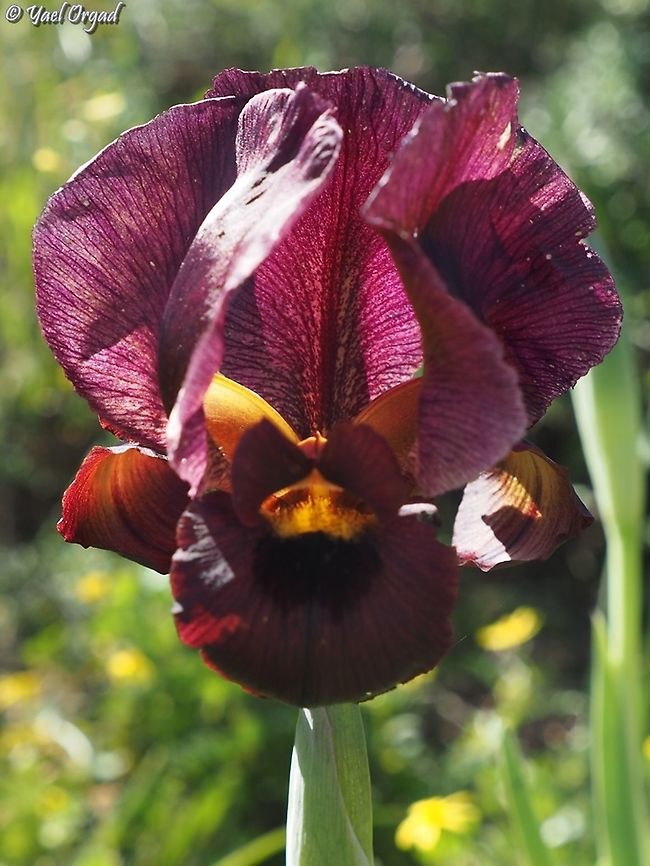 Iris atropurpurea  Coastal iris,Geotagged,Iris atropurpurea,Israel,Winter