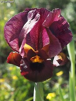 Iris atropurpurea  Coastal iris,Geotagged,Iris atropurpurea,Israel,Winter