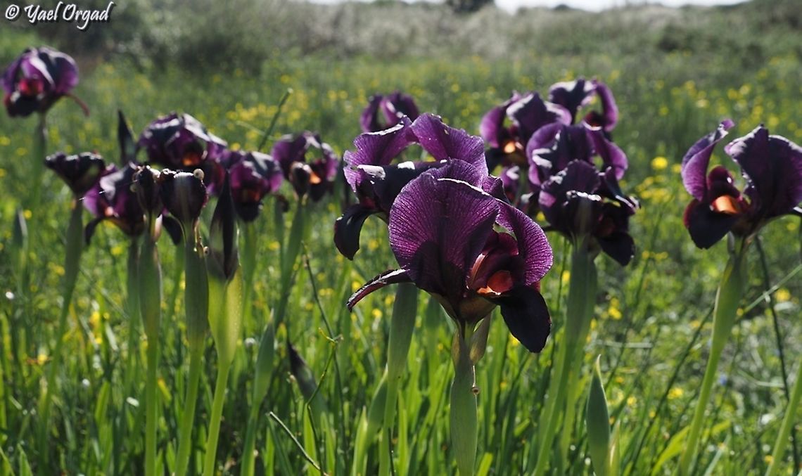 Iris atropurpurea  Coastal iris,Geotagged,Iris atropurpurea,Israel,Winter