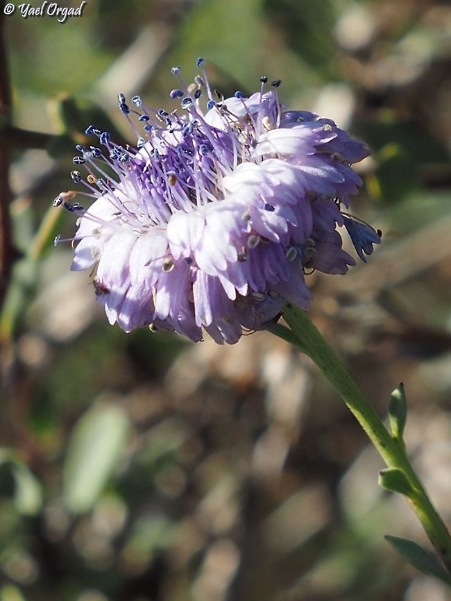Globularia arabica  Arabian Globularia,Geotagged,Globularia arabica,Israel,Winter
