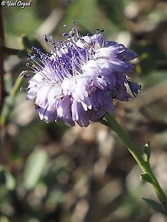 Globularia arabica  Arabian Globularia,Geotagged,Globularia arabica,Israel,Winter