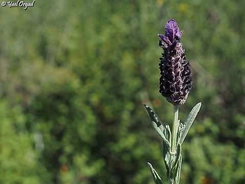 Lavandula stoechas  Geotagged,Israel,Lavandula stoechas,Winter