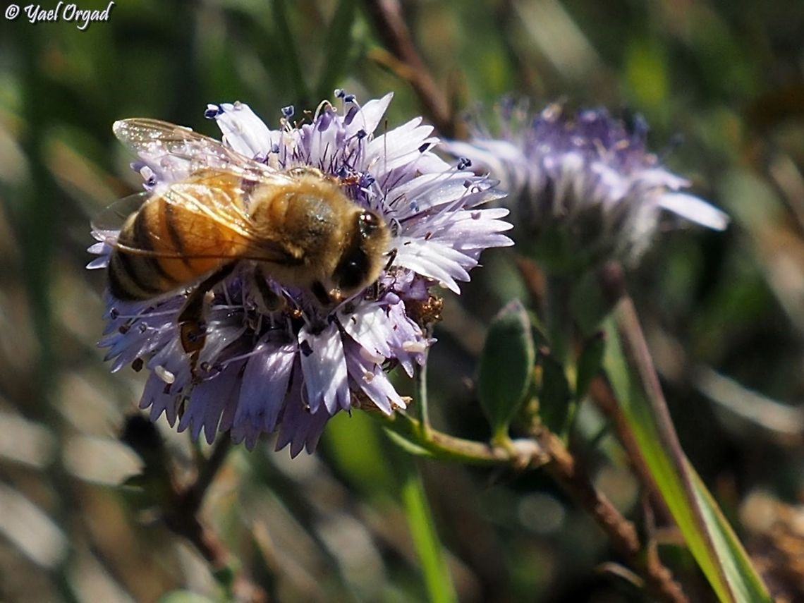 honeybee on Globularia arabica  Apis mellifera,Geotagged,Globularia arabica,Israel,Western honey bee,Winter