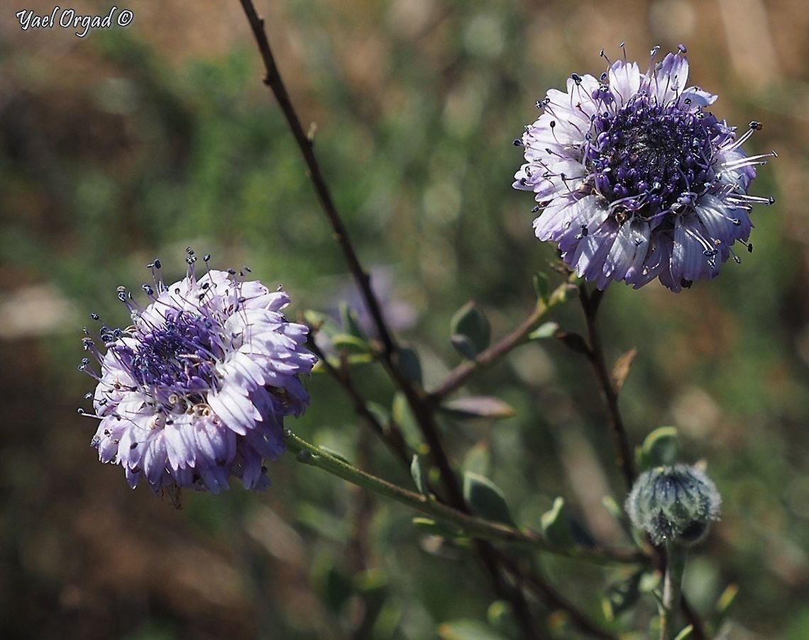 Globularia arabica  Arabian Globularia,Geotagged,Globularia arabica,Israel,Winter