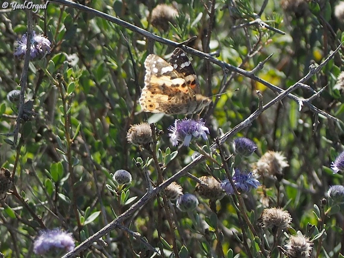 Vanessa cardui on Globularia arabica  Geotagged,Globularia arabica,Israel,Painted Lady,Vanessa cardui,Winter