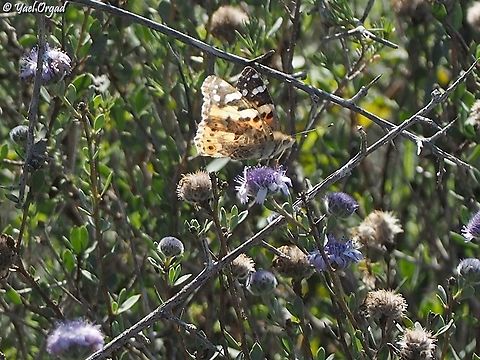 Vanessa cardui on Globularia arabica  Geotagged,Globularia arabica,Israel,Painted Lady,Vanessa cardui,Winter