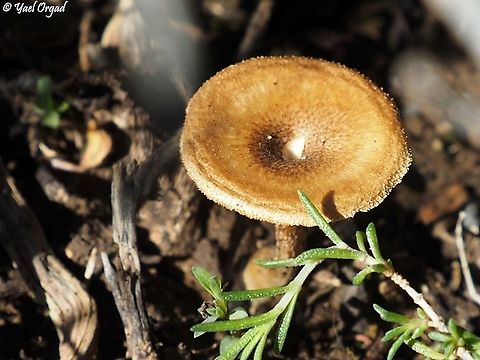 Polyporus arcularius  Geotagged,Israel,Polyporus arcularius,Winter