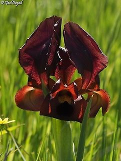 Iris atropurpurea  Coastal iris,Geotagged,Iris atropurpurea,Israel,Winter