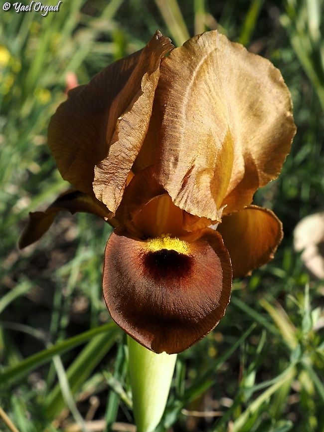 Iris atropurpurea - Bronze variant  Coastal iris,Geotagged,Iris atropurpurea,Israel,Winter