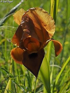 Iris atropurpurea - Bronze variant  Coastal iris,Geotagged,Iris atropurpurea,Israel,Winter