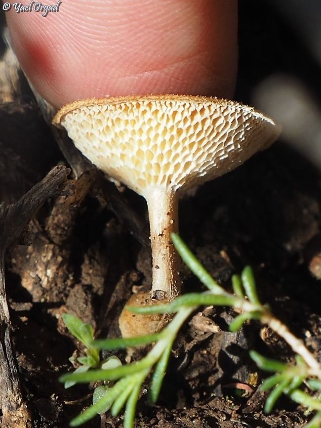 Polyporus arcularius is really small  Geotagged,Israel,Polyporus arcularius,Winter