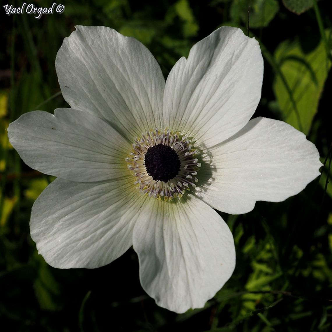 "Female" Anemone continuing with oddities in Anemone coronaria: this time, the Anthers of the stamens haven&#039;t developed, so this Anemone has only the female parts, and not the male parts.  Anemone coronaria,Geotagged,Poppy anemone,Winter