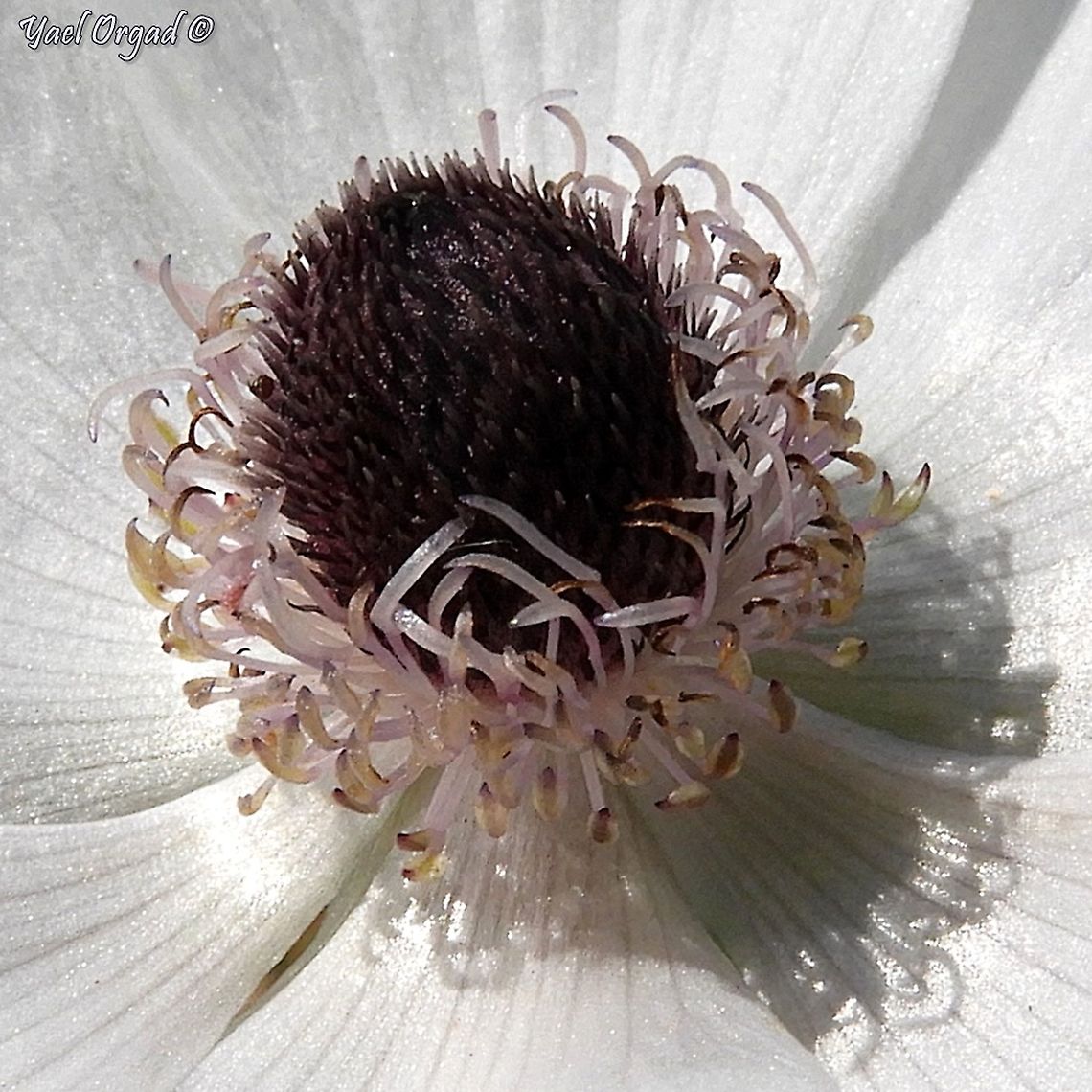 "Female" Anemone - close up continuing with oddities in Anemone coronaria: this time, the Anthers of the stamens haven&#039;t developed, so this Anemone has only the female parts, and not the male parts.  Anemone coronaria,Geotagged,Israel,Poppy anemone,Winter