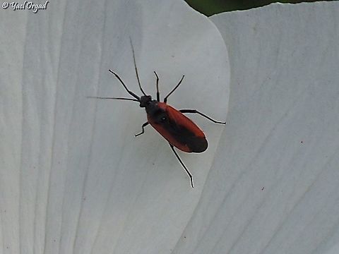 Dionconotus neglectus on Anemone coronaria  Dionconotus neglectus,Geotagged,Israel,Winter
