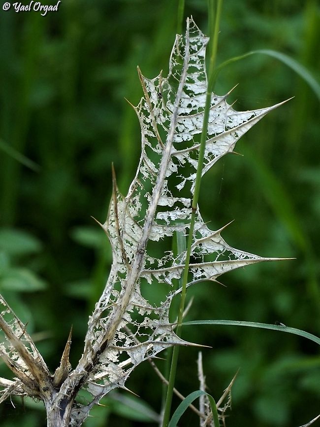 nature's lace the dry leaves of Gundelia tournefortii are decomposing, creating a beautiful lace pattern. Geotagged,Gundelia tournefortii,Israel,Winter