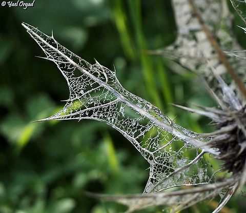 nature's lace the dry leaves of Gundelia tournefortii are decomposing, creating a beautiful lace pattern. Geotagged,Gundelia tournefortii,Israel,Winter