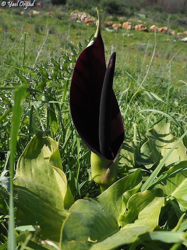Arum palaestinum  Arum palaestinum,Geotagged,Israel,Winter