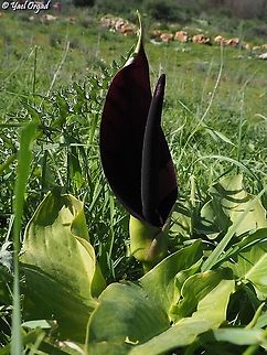 Arum palaestinum  Arum palaestinum,Geotagged,Israel,Winter