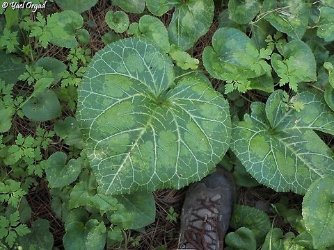 I found a giant! usually, Cyclamen leaves are 5-10 cm wide. you can sometimes find bigger ones, 15 cm wide. The leaf in the picture is nearly 30 cm wide!!  - you can see my foot for scale. it's certainly the largest Cyclamen leaf I've ever seen.  Cyclamen persicum,Geotagged,Israel,Persian cyclamen,Winter