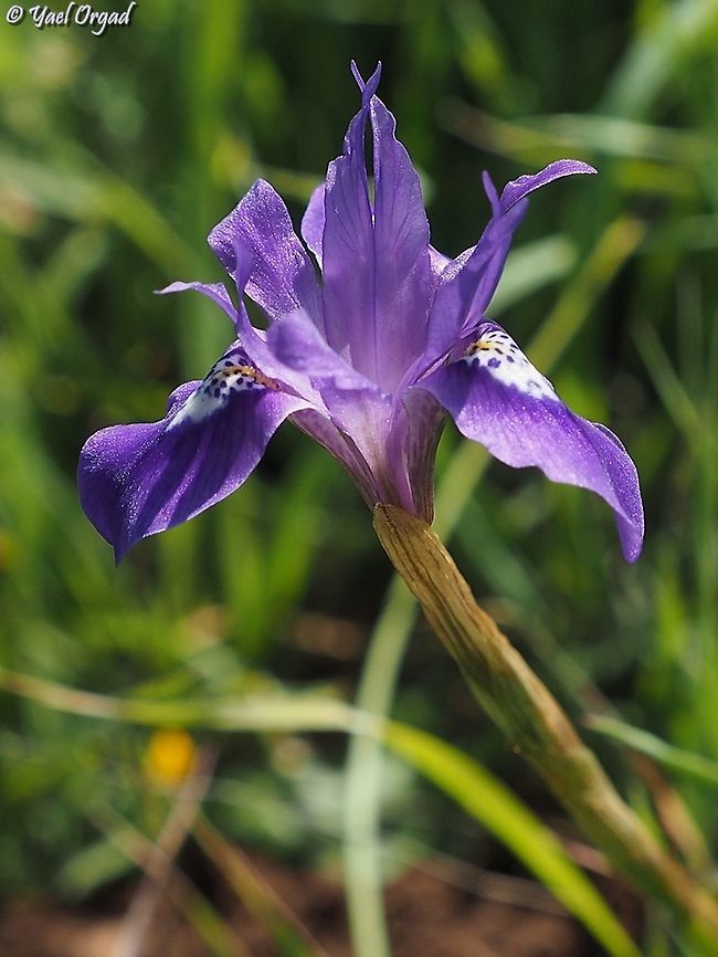 Moraea sisyrinchium  Geotagged,Israel,Moraea sisyrinchium,Winter